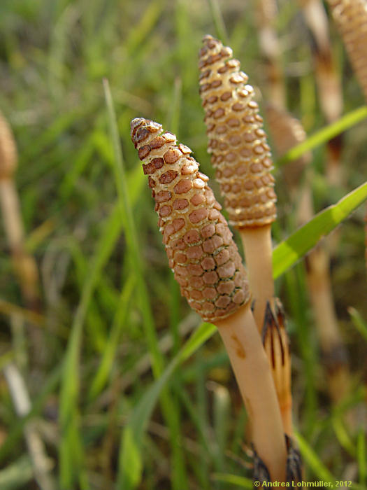Equisetum avarense