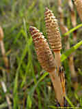 Equisetum arvense