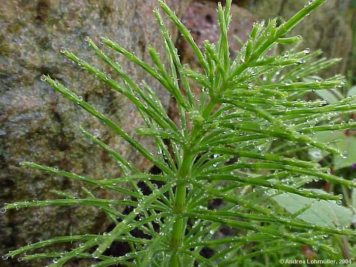 Equisetum avarense