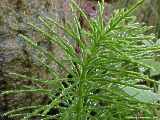 Equisetum arvense