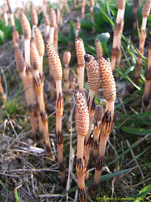 Equisetum avarense