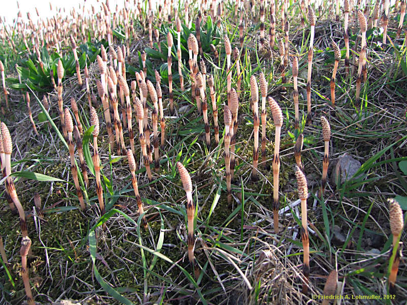 Equisetum avarense