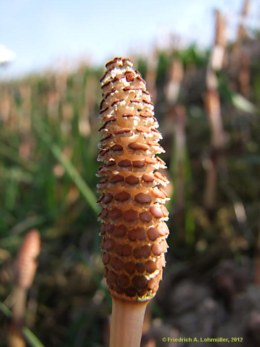 Equisetum avarense