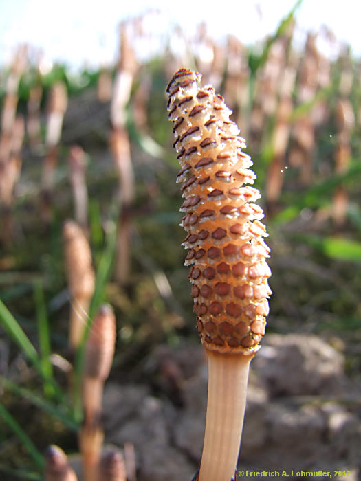 Equisetum avarense