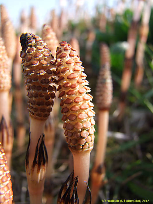 Equisetum avarense