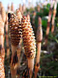 Equisetum arvense