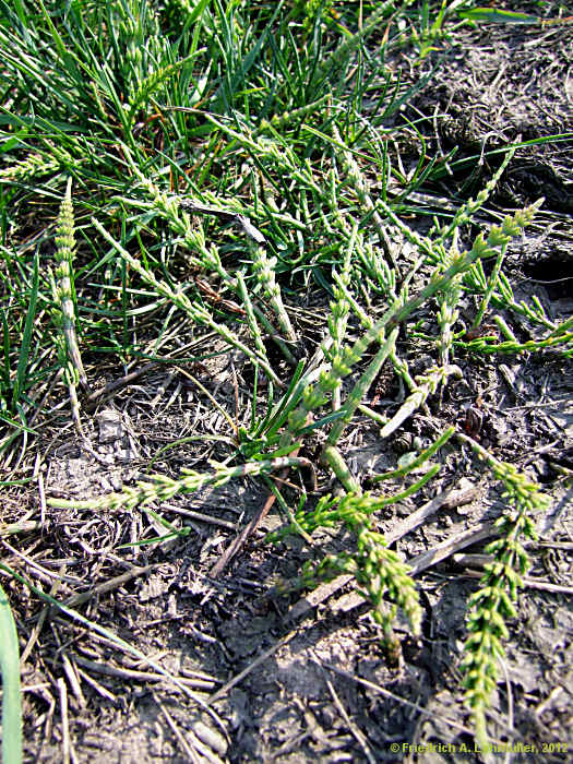 Equisetum avarense