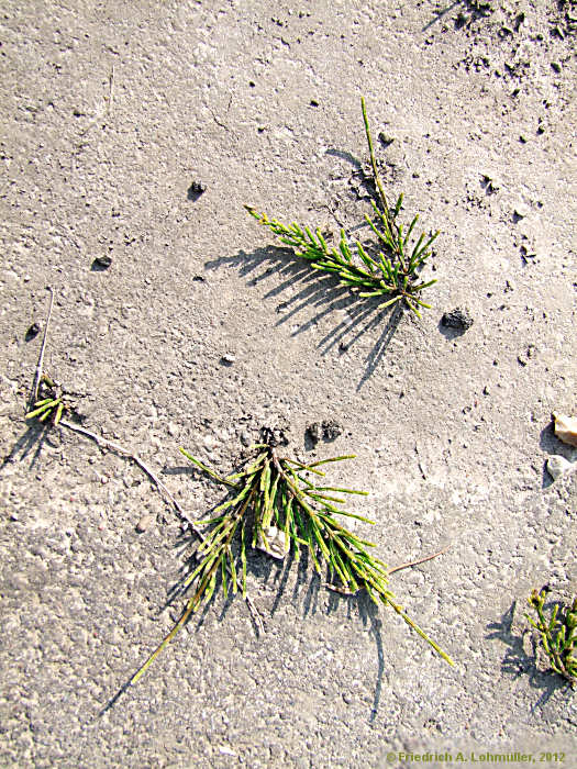 Equisetum avarense