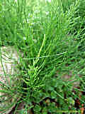 Equisetum arvense