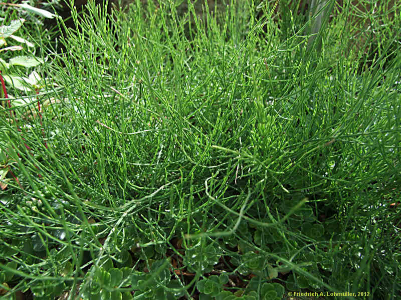 Equisetum avarense