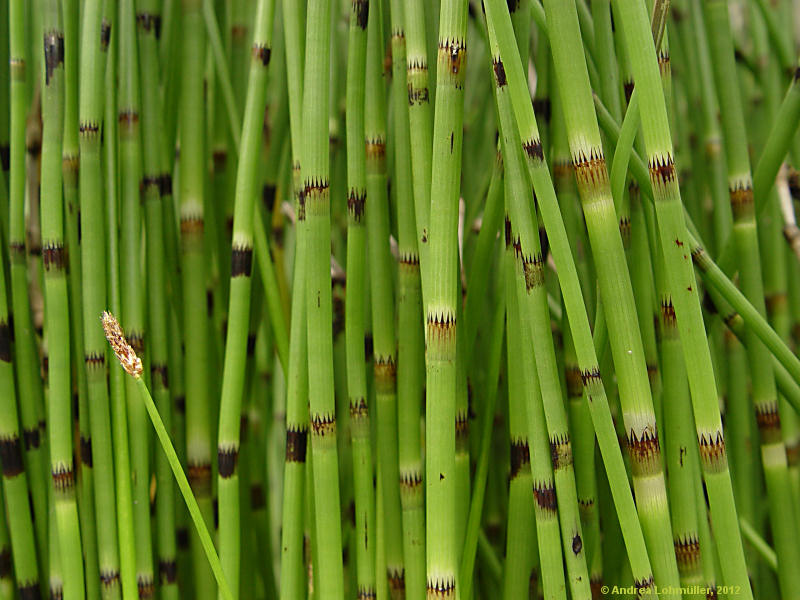 Equisetum fluvatile