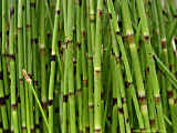 Equisetum fluviatile