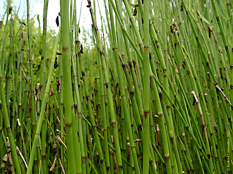 Equisetum fluvatile