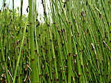 Equisetum fluviatile