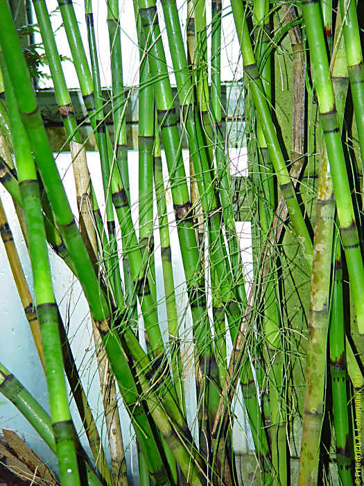 Equisetum giganteum
