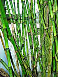 Equisetum giganteum