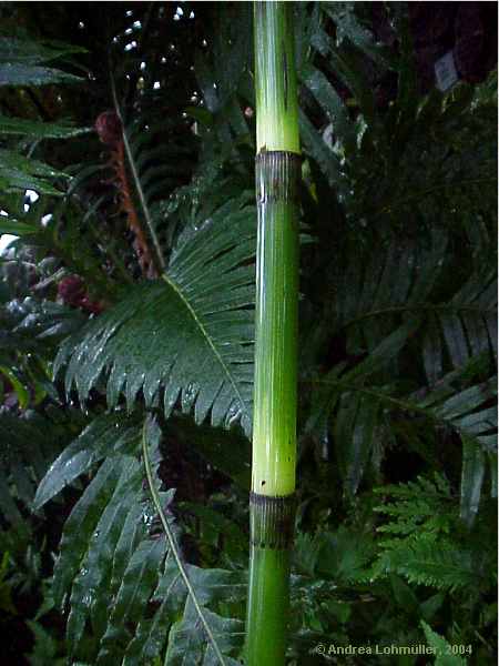Equisetum giganteum