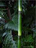 Equisetum giganteum