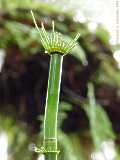 Equisetum giganteum