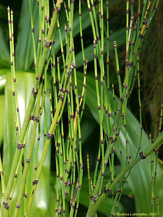 Equisetum hyemale