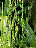 Equisetum hyemale