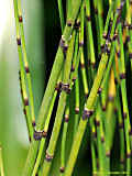 Equisetum