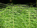 Equisetum sylvaticum