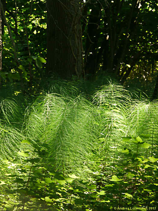 Equisetum sylvaticum