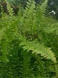 Nephrolepis exaltata