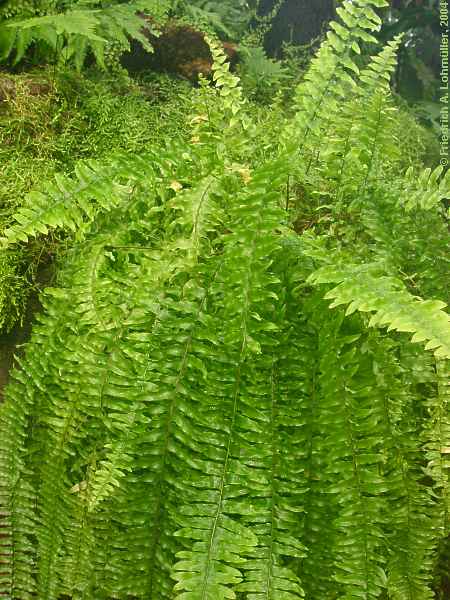 Nephrolepis exaltata