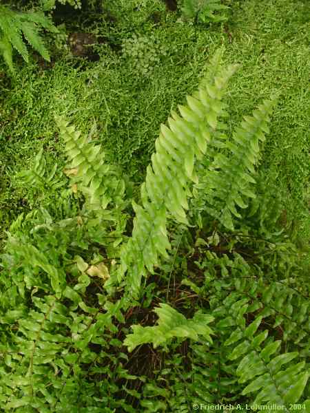 Nephrolepis exaltata