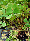 Marsilea quadrifolia