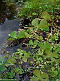 Marsilea quadrifolia