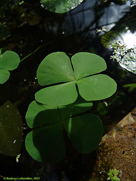 Marsilea quadrifolia