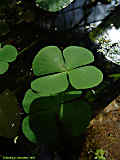 Marsilea quadrifolia