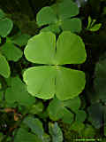 Marsilea quadrifolia