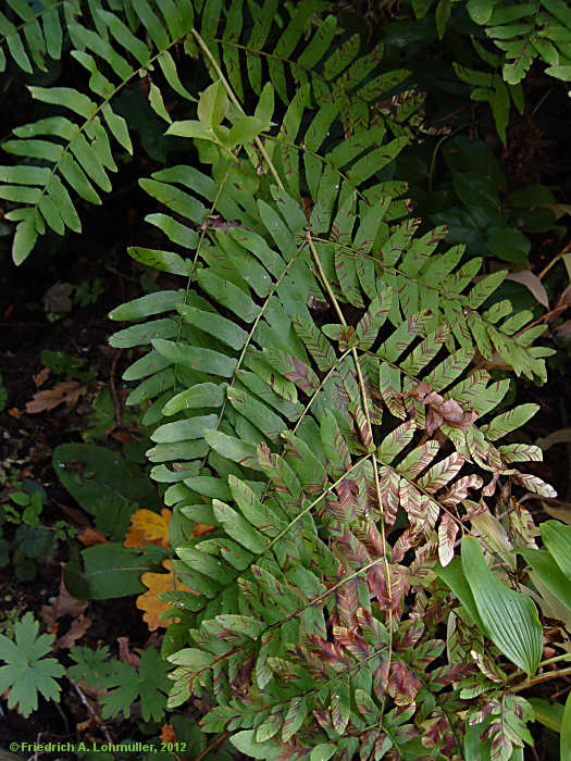 Osmunda regalis