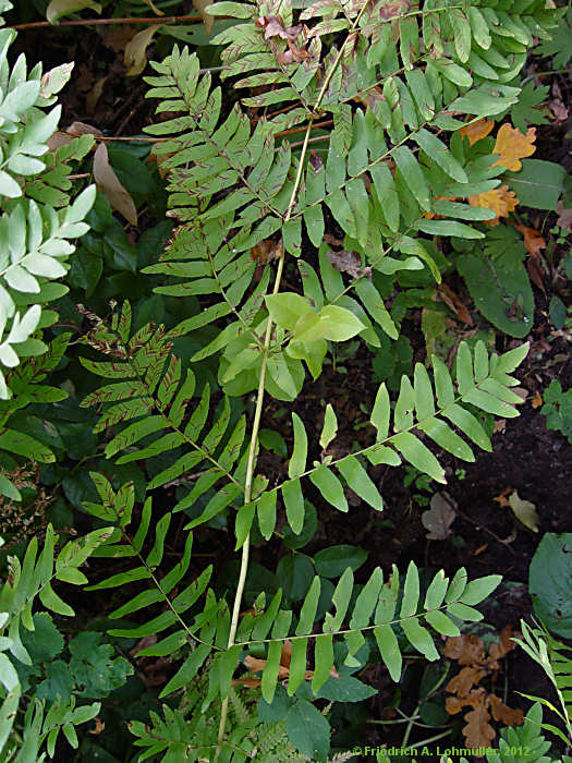 Osmunda regalis