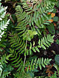 Osmunda regalis