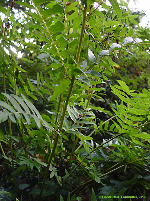 Osmunda regalis