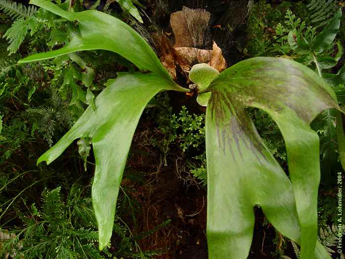 Platycerium bifurcatum