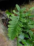 Polypodium vulgare