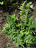 Polypodium vulgare