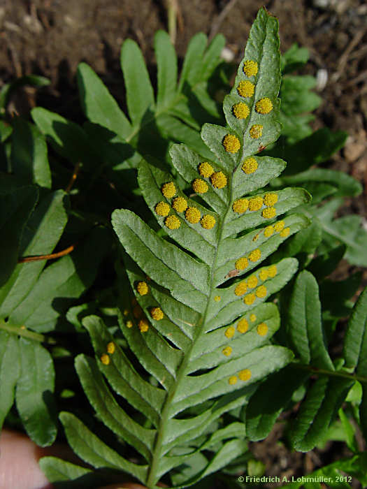 Polypodium vulgare