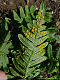 Polypodium vulgare