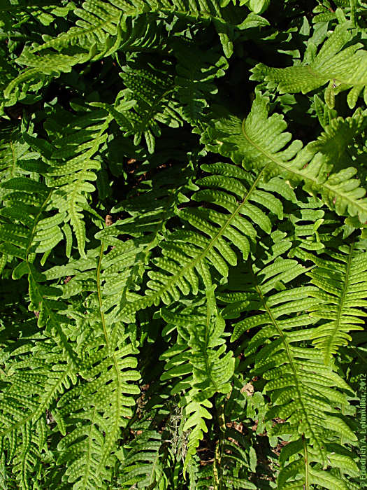 Polypodium vulgare