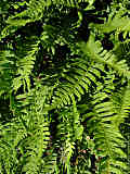 Polypodium vulgare