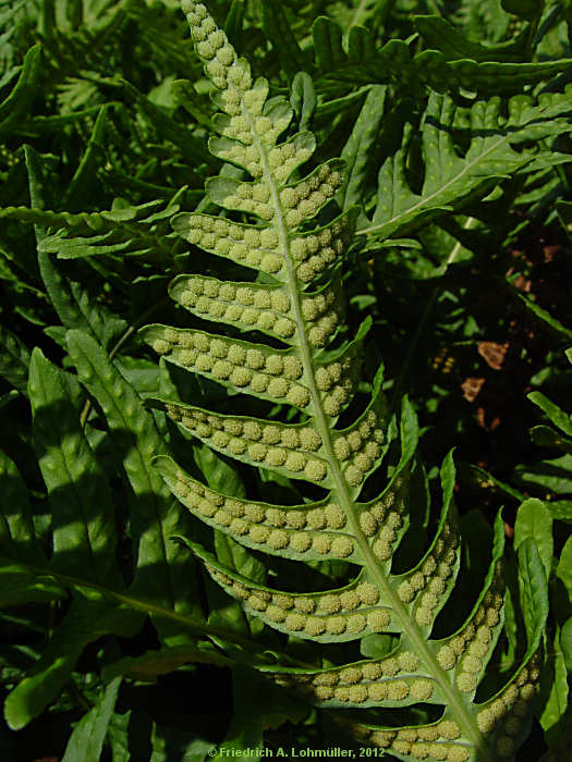 Polypodium vulgare