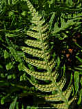 Polypodium vulgare