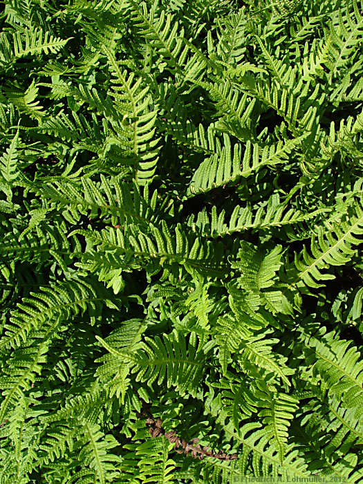 Polypodium vulgare